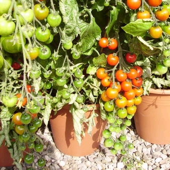 Tomato Collection - Outdoor